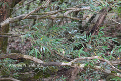 Memecylon angustifolium